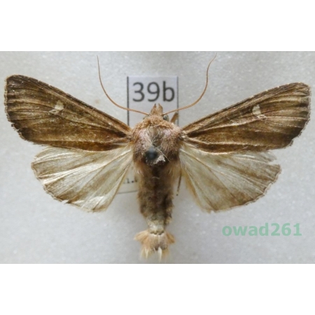Helotropha leucostigma (Hübner, 1808) Czech39b